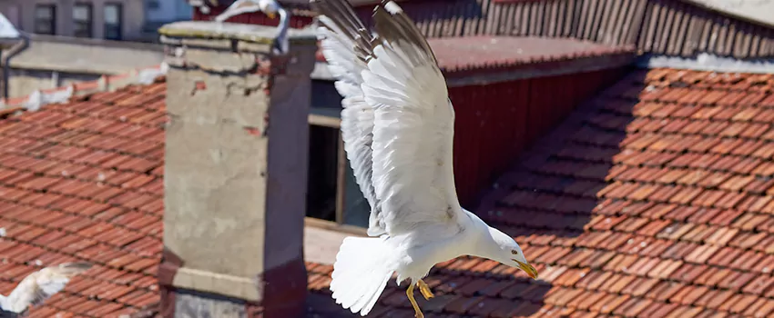 Residential Chimney Animal Removal Solution in Bloomingdale, FL